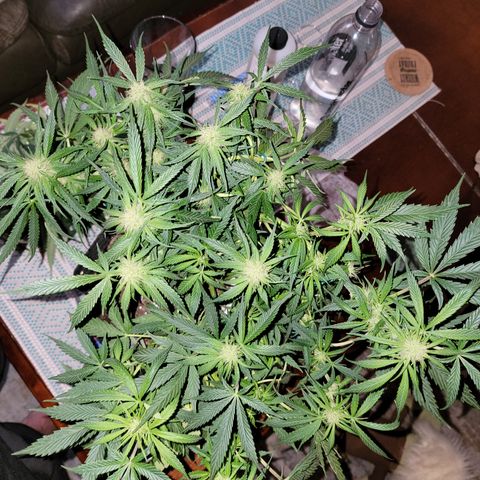 Mint Jelly 3 '22 DOC growlog timeline photo