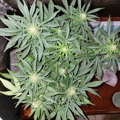 Mint Jelly 1 '22 DOC growlog timeline photo