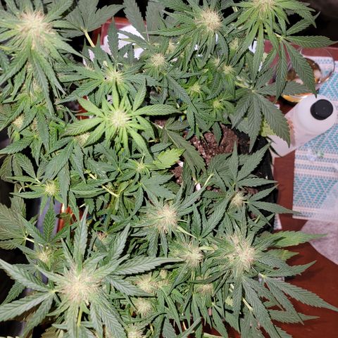 Mint Jelly 1 '22 DOC growlog timeline photo