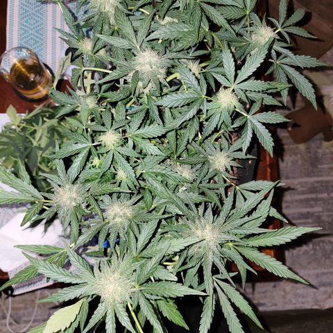 Caramel Cream 2 '22 DOC growlog timeline photo