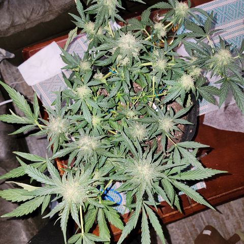 Caramel Cream 2 '22 DOC growlog timeline photo