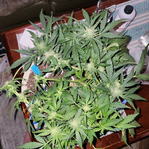 Caramel Cream 1 '22 DOC growlog timeline photo