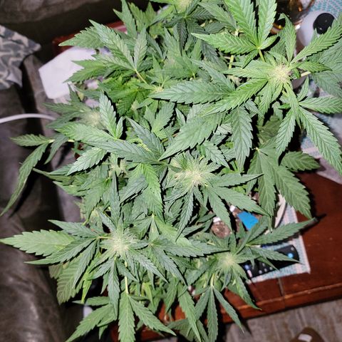 Caramel Cream 1 '22 DOC growlog timeline photo