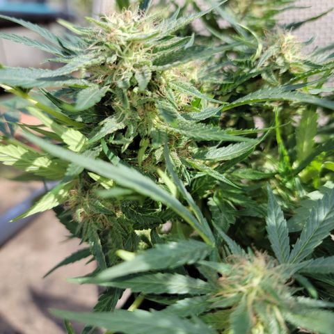 Mint Jelly 1 '22 DOC growlog timeline photo