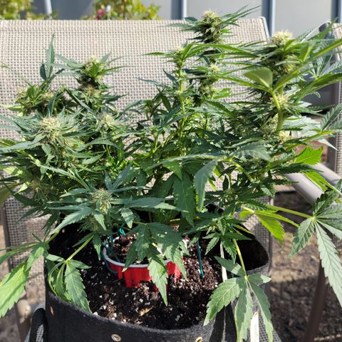Mint Jelly 1 '22 DOC growlog timeline photo