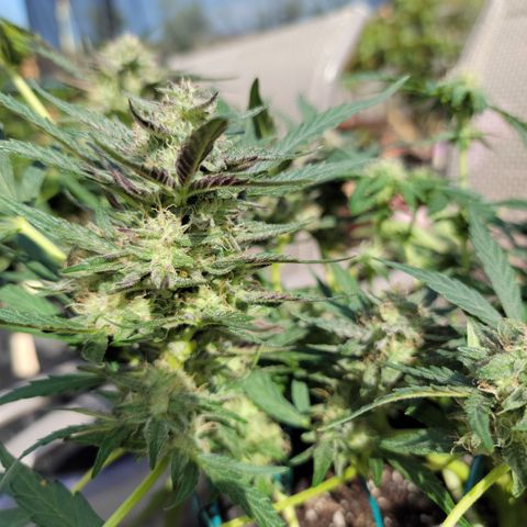 Caramel Cream 2 '22 DOC growlog timeline photo