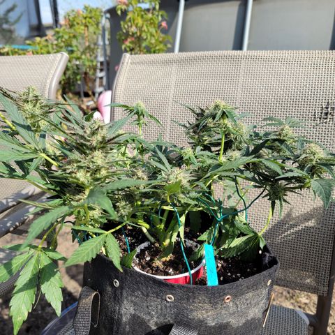 Caramel Cream 2 '22 DOC growlog timeline photo
