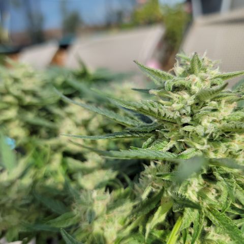 Mint Jelly 2 '22 DOC growlog timeline photo