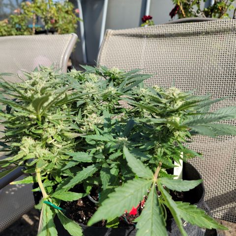 Mint Jelly 2 '22 DOC growlog timeline photo
