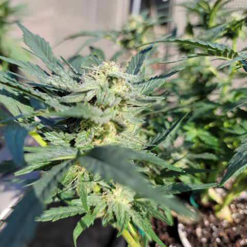Caramel Cream 3 '22 DOC growlog timeline photo