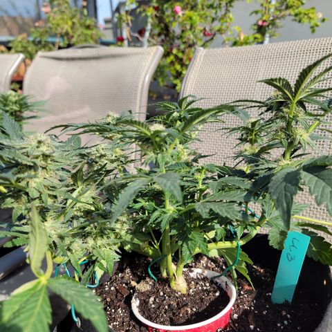 Caramel Cream 3 '22 DOC growlog timeline photo