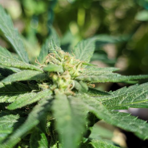 Caramel Cream 1 '22 DOC growlog timeline photo