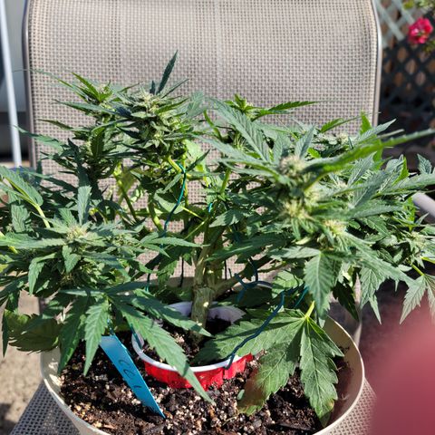 Caramel Cream 1 '22 DOC growlog timeline photo