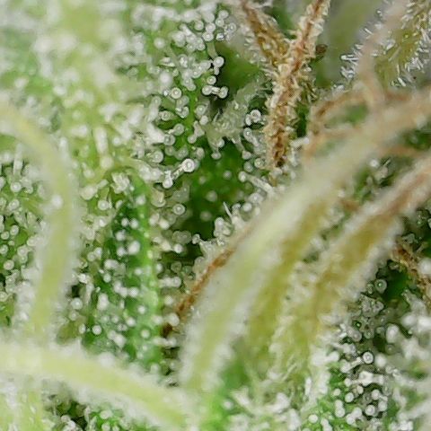 Mint Jelly 1 '22 DOC growlog timeline photo