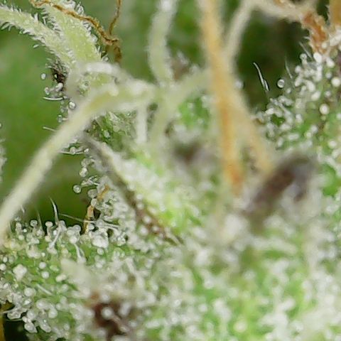 Caramel Cream 2 '22 DOC growlog timeline photo