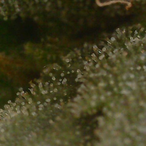 Caramel Cream 1 '22 DOC growlog timeline photo