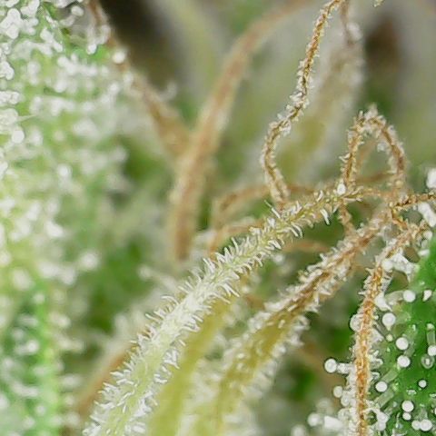 Mint Jelly 1 '22 DOC growlog timeline photo