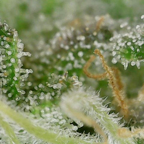 Mint Jelly 2 '22 DOC growlog timeline photo