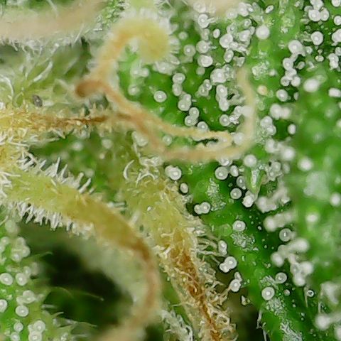 Mint Jelly 3 '22 DOC growlog timeline photo