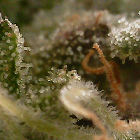 Mint Jelly 2 '22 DOC growlog timeline photo