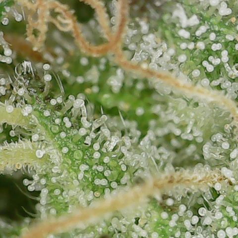 Caramel Cream 3 '22 DOC growlog timeline photo