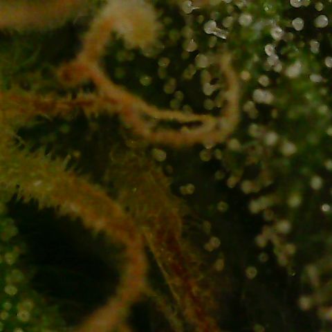 Mint Jelly 3 '22 DOC growlog timeline photo
