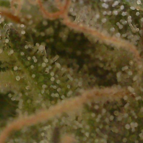 Caramel Cream 3 '22 DOC growlog timeline photo