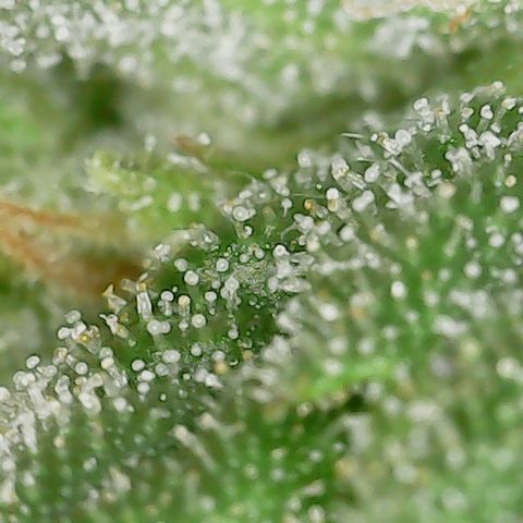 Caramel Cream 1 '22 DOC growlog timeline photo