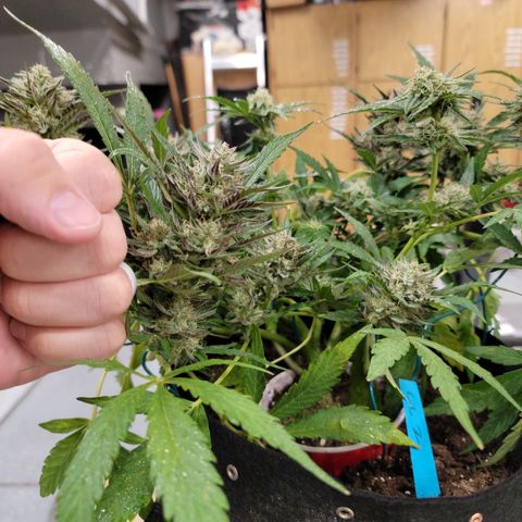 Caramel Cream 2 '22 DOC growlog timeline photo