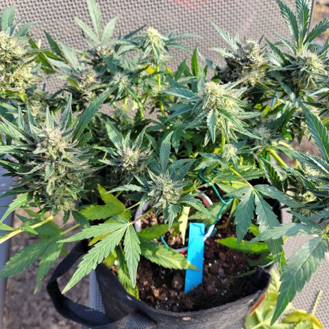 Caramel Cream 2 '22 DOC growlog timeline photo