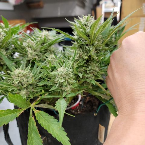 Mint Jelly 2 '22 DOC growlog timeline photo