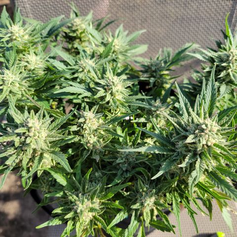 Mint Jelly 2 '22 DOC growlog timeline photo