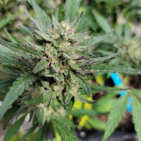 Caramel Cream 2 '22 DOC growlog timeline photo