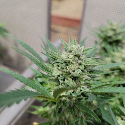 Mint Jelly 2 '22 DOC growlog timeline photo