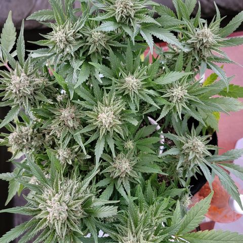 Mint Jelly 2 '22 DOC growlog timeline photo