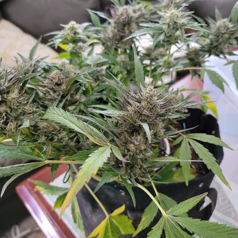 Caramel Cream 2 '22 DOC growlog timeline photo