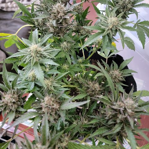 Caramel Cream 2 '22 DOC growlog timeline photo