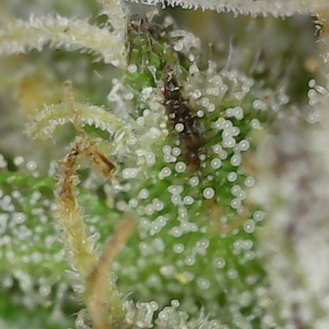 Caramel Cream 2 '22 DOC growlog timeline photo