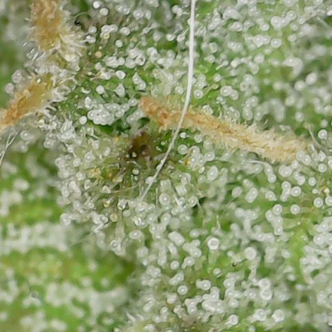 Mint Jelly 2 '22 DOC growlog timeline photo