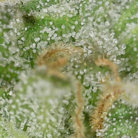 Mint Jelly 2 '22 DOC growlog timeline photo