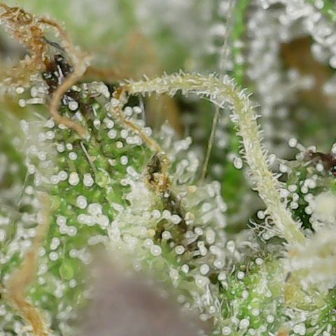 Caramel Cream 2 '22 DOC growlog timeline photo