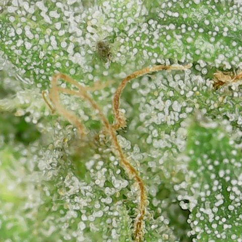 Caramel Cream 1 '22 DOC growlog timeline photo