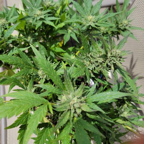 Caramel Cream 1 '22 DOC growlog timeline photo
