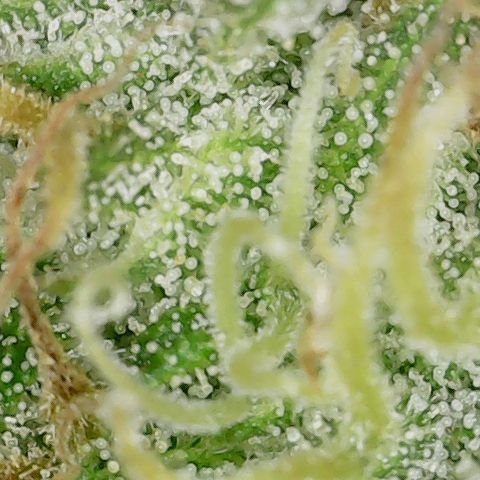 Mint Jelly 1 '22 DOC growlog timeline photo