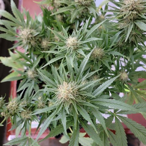 Mint Jelly 1 '22 DOC growlog timeline photo
