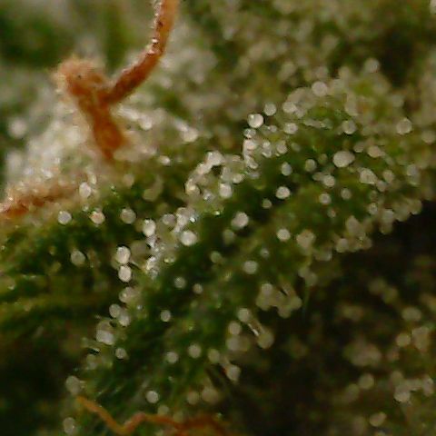 Mint Jelly 3 '22 DOC growlog timeline photo