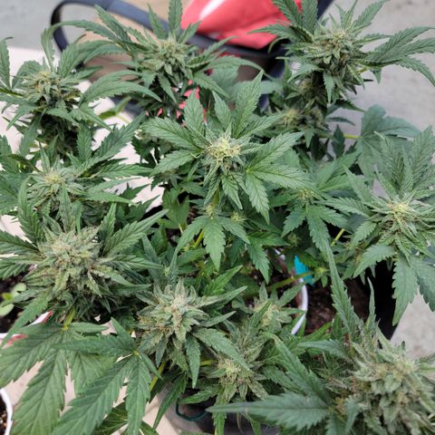 Caramel Cream 3 '22 DOC growlog timeline photo