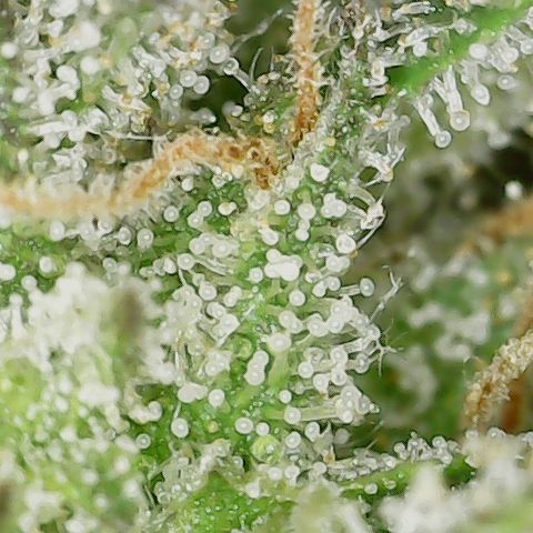 Caramel Cream 3 '22 DOC growlog timeline photo