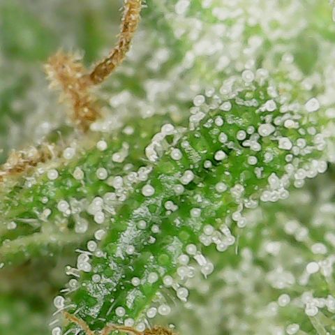 Mint Jelly 3 '22 DOC growlog timeline photo