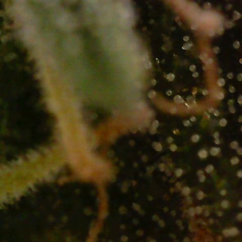 Mint Jelly 3 '22 DOC growlog timeline photo